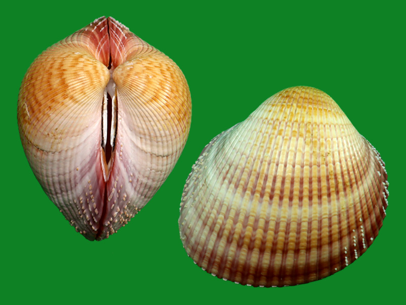Maoricardium pseudolima --- Shells From China