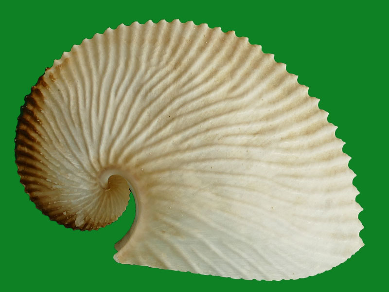 标本编号:218073拉丁名:argonauta argolinnaeus 1758科名:船蛸科