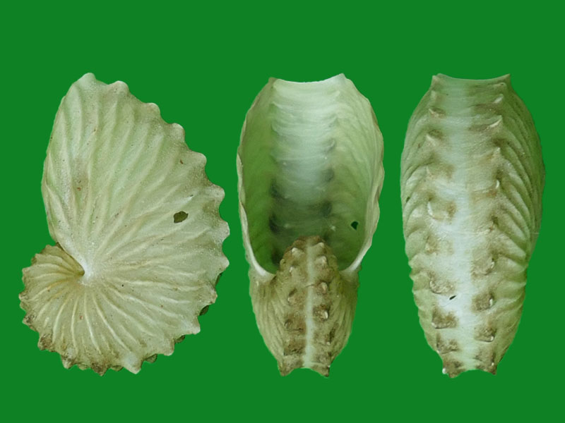 in kira 1962 科名:船蛸科(argonautidae)