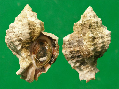 环带骨螺 hexaplex trunculus from salini malta狗岩