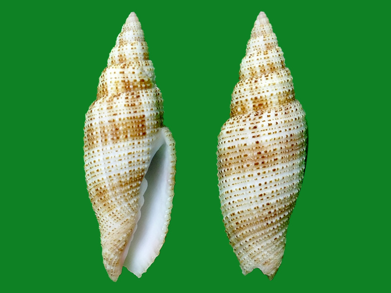 特里笔螺 --- 冈瓦纳自然网