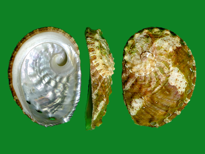 羊鲍--- 冈瓦纳自然网