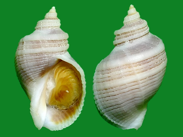 龙骨岩螺 --- 冈瓦纳自然网