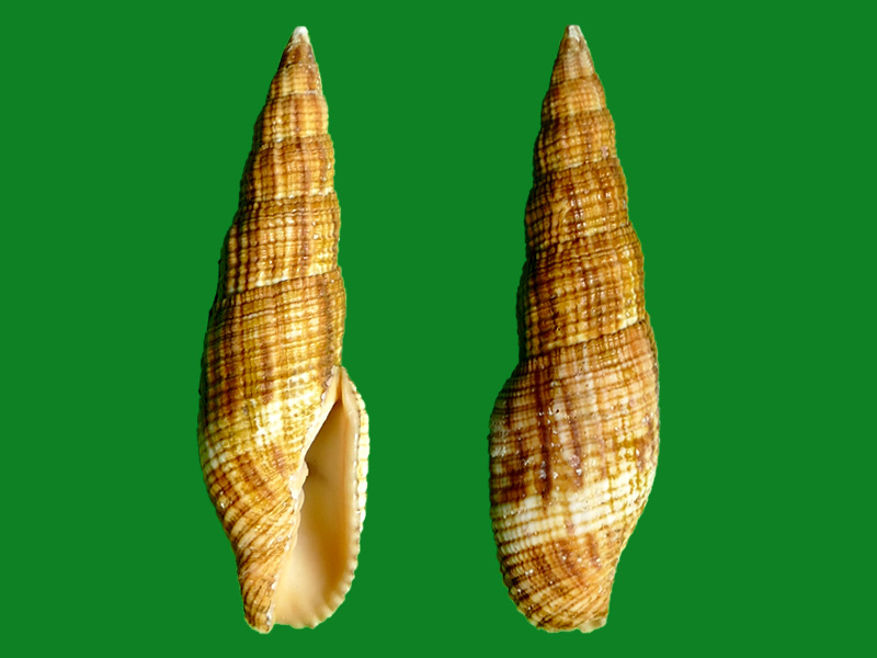 竹笋笔螺 --- 冈瓦纳自然网