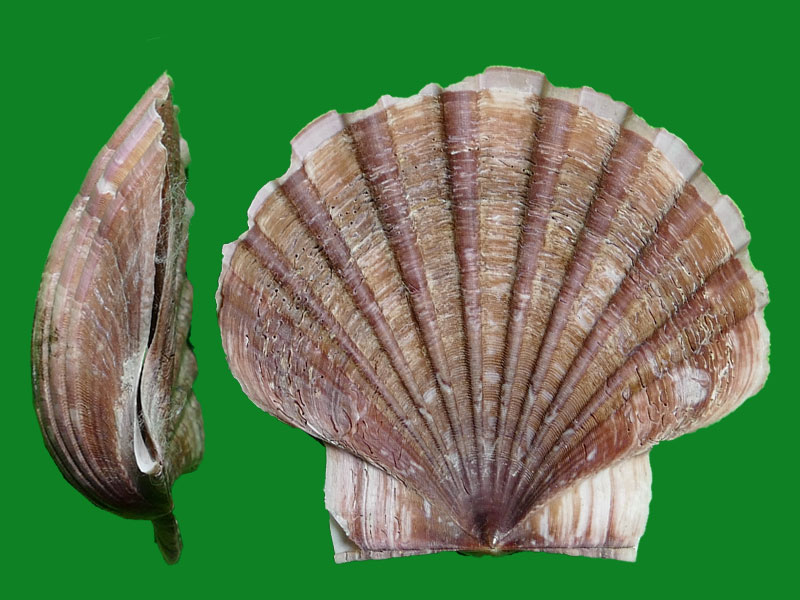 白蝶海扇蛤 --- 冈瓦纳自然网