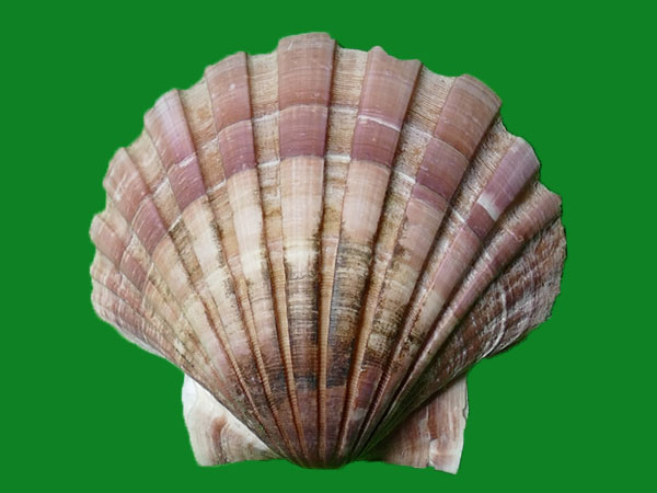 白蝶海扇蛤 --- 冈瓦纳自然网