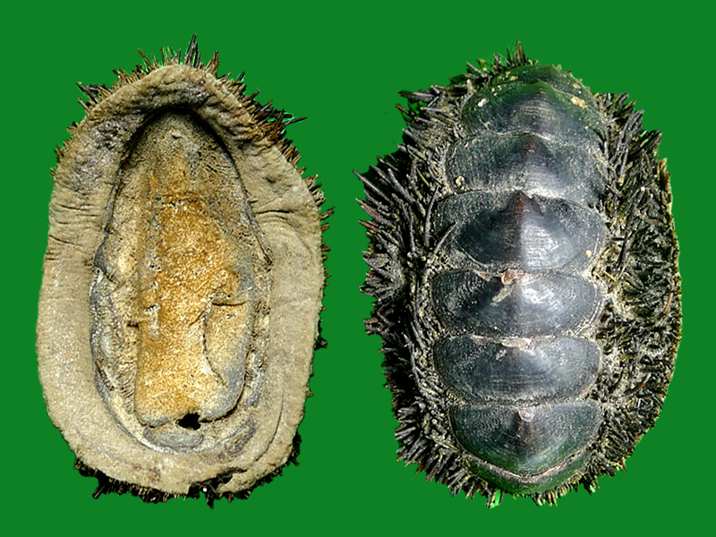 松针石鳖 --- 冈瓦纳自然网