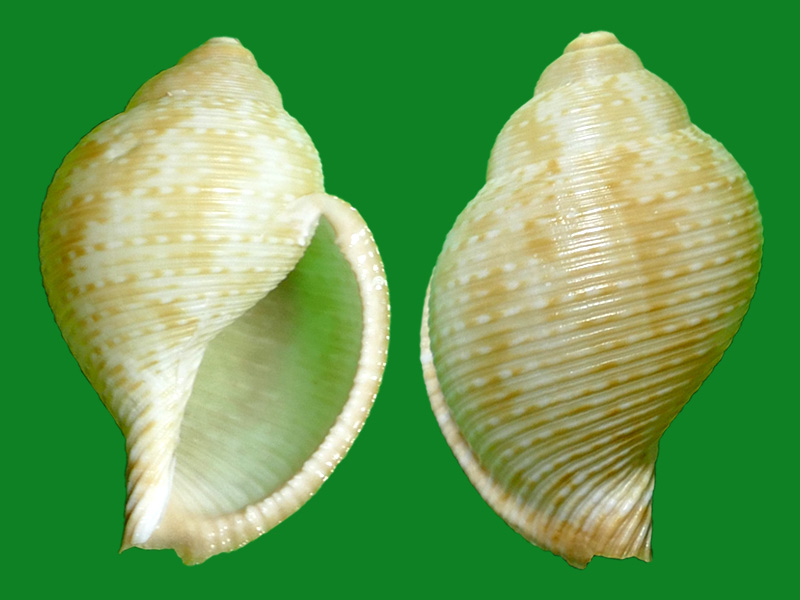 粗棱鹑螺 --- 冈瓦纳自然网