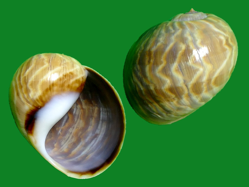 b. sowerby i, 1825)科名:海瓶螺科(ampullinidae)产地:philippines.