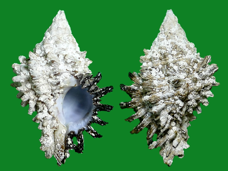 尖棘骨螺 --- 冈瓦纳自然网