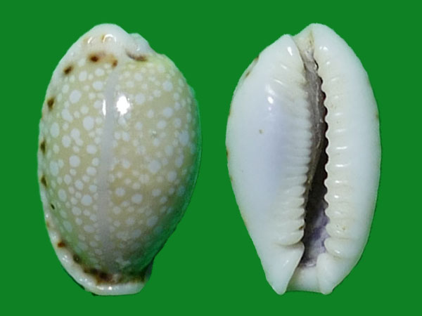 纳氏梨皮宝螺 --- 冈瓦纳自然网