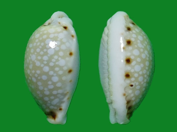 纳氏梨皮宝螺 --- 冈瓦纳自然网