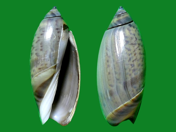 (conrad, 1849)                          科名:榧螺科(olividae)