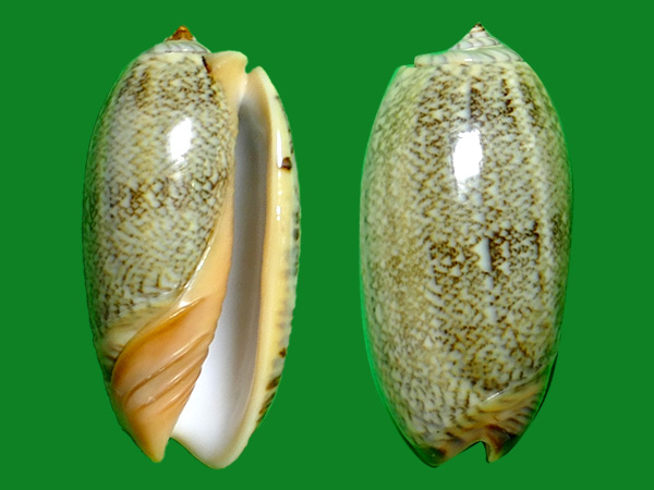 dautzenberg, 1927                          科名:榧螺科(olividae)