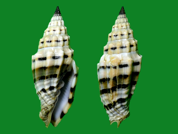 黑带蛹笔螺 --- 冈瓦纳自然网