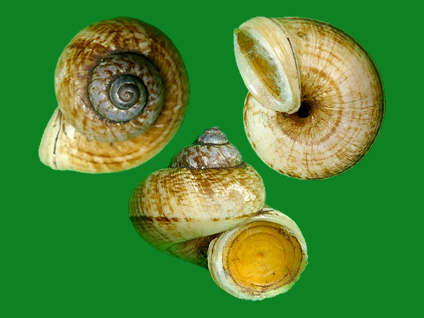 小斑点环口螺 --- 冈瓦纳自然网