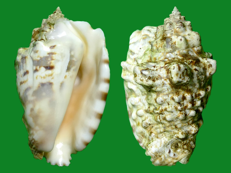 粗瘤凤凰螺 --- 冈瓦纳自然网