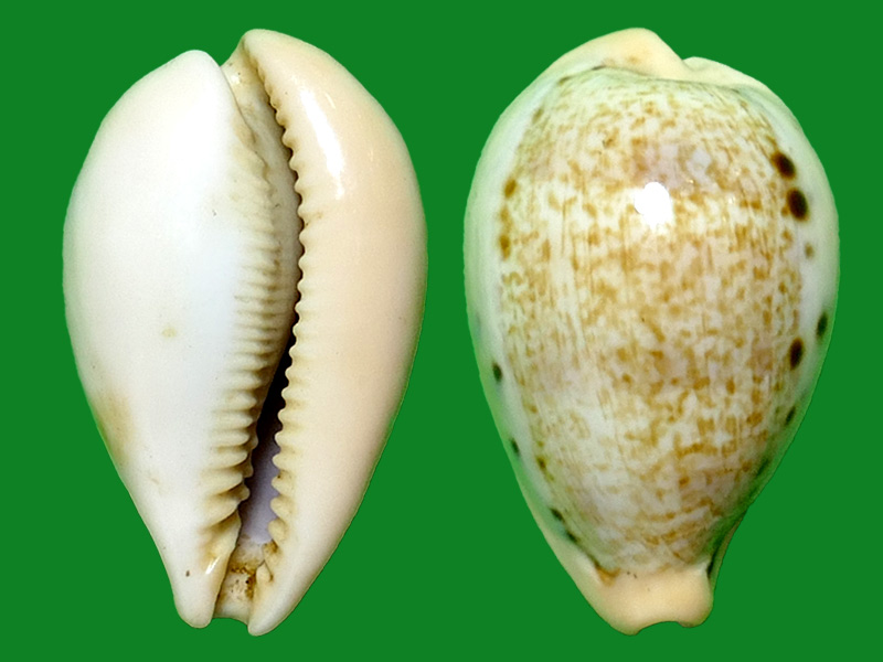 玉女宝螺 --- 冈瓦纳自然网