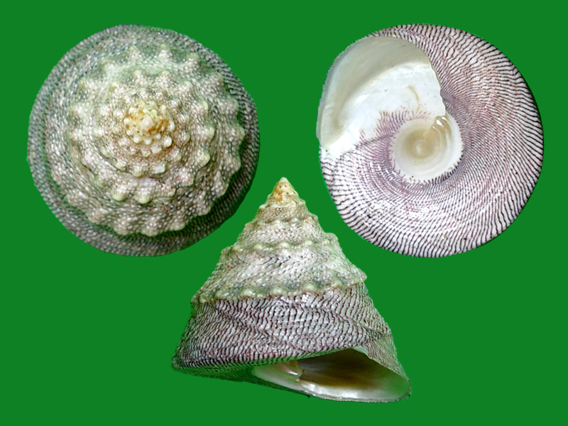 细纹钟螺