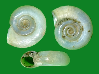 大口扁卷螺 --- 冈瓦纳自然网