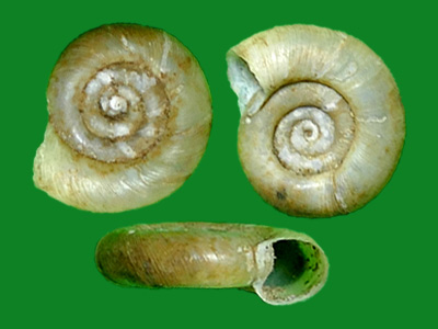 大口扁卷螺 --- 冈瓦纳自然网