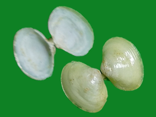 (deshayes, 1830)                          科名:蚬科(cyrenidae)