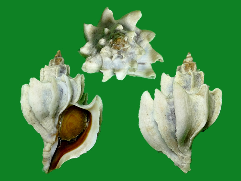 纵肋南极骨螺 --- 冈瓦纳自然网