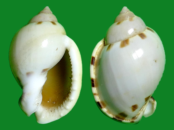 斑点小鬘螺 --- 冈瓦纳自然网