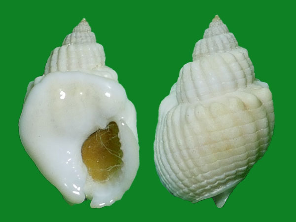 非洲花冠织纹螺