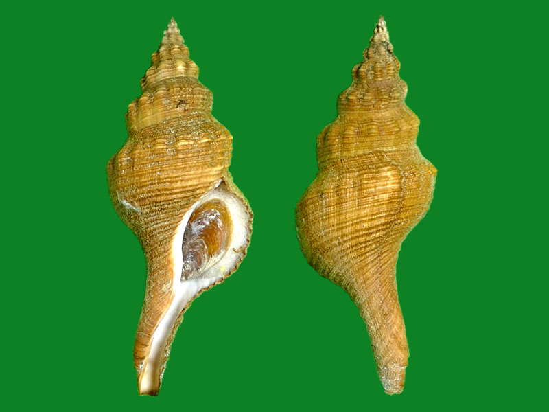 澳洲长旋螺 畸形