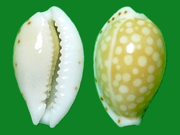 满天星宝螺 --- 冈瓦纳自然网