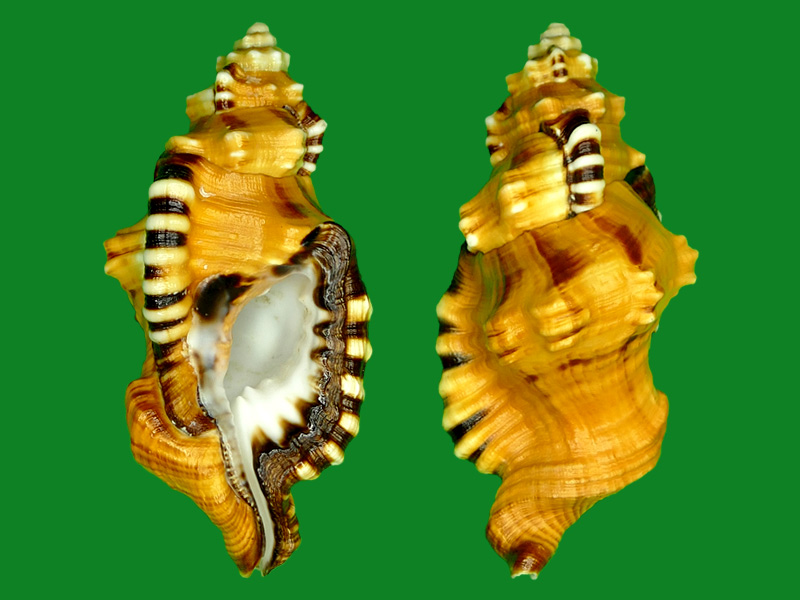 象鼻法螺 --- 冈瓦纳自然网