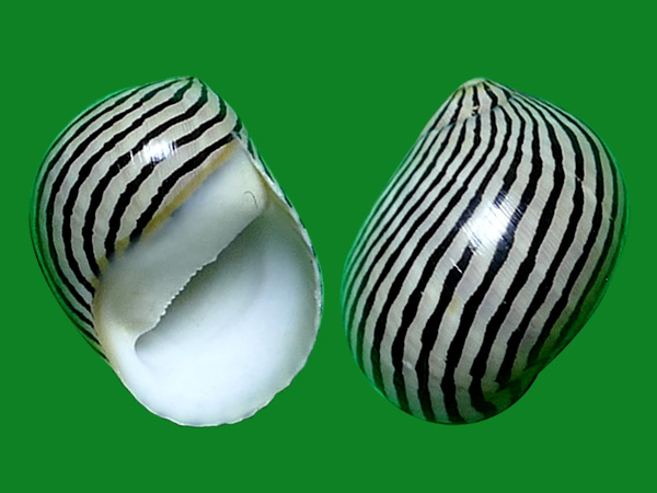 幡条蜒螺 --- 冈瓦纳自然网