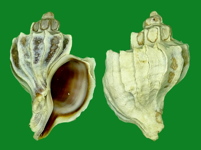 lamellosacastellanos, 1993科名:骨螺科(muricidae)
