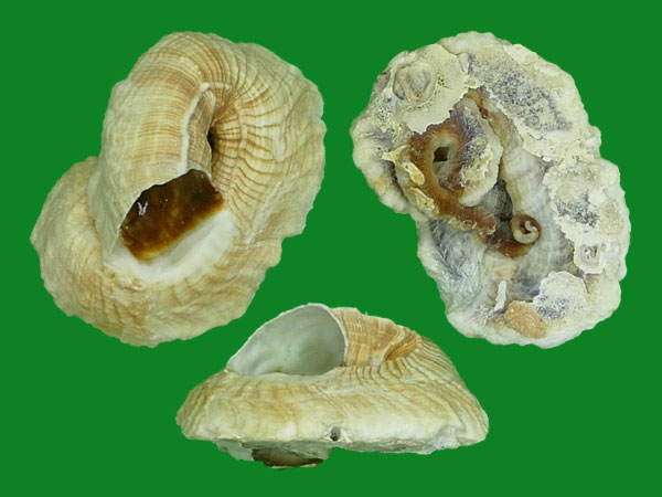 西风管螺 --- 冈瓦纳自然网