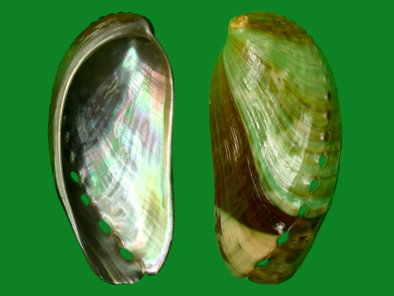 耳鲍--- 冈瓦纳自然网