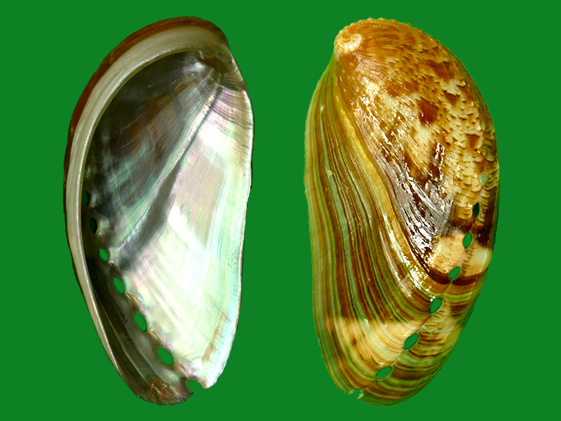 耳鲍--- 冈瓦纳自然网