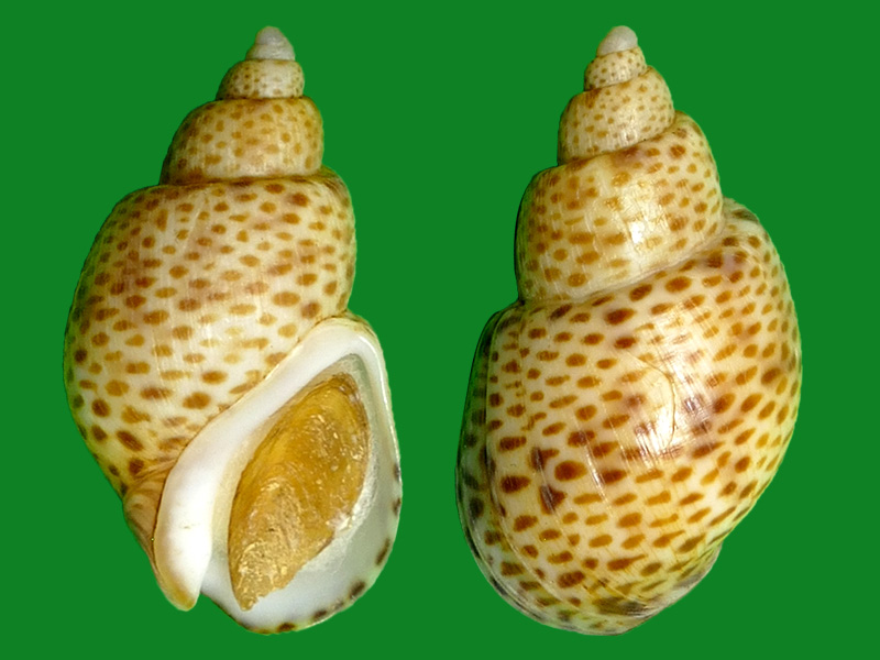 南非凤螺 --- 冈瓦纳自然网