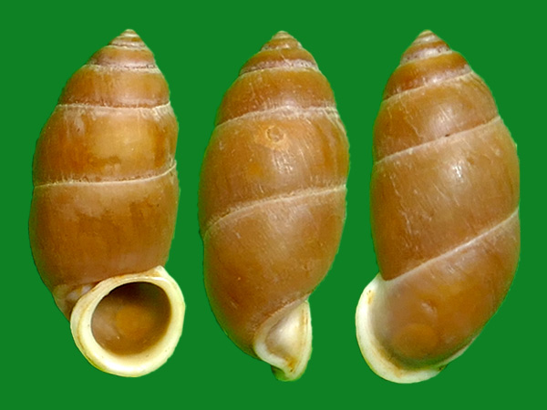 索豆蜗牛 --- 冈瓦纳自然网