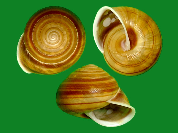 美味坚螺 --- 冈瓦纳自然网