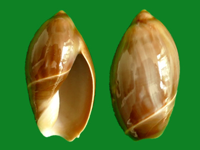 栗色弹头螺 --- 冈瓦纳自然网