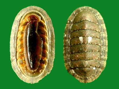 花斑石鳖 --- 冈瓦纳自然网