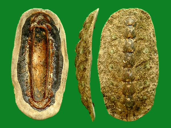 1874)                          科名:簇毛石鳖科(acanthochitonid