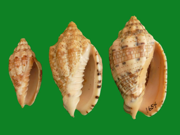 金乐谱涡螺 --- 冈瓦纳自然网