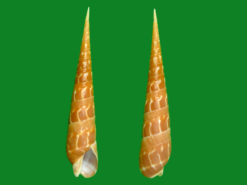 linnaeus, 1758)                          科名:笋螺科(terebridae)
