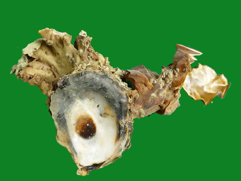 锯齿牡蛎 --- 冈瓦纳自然网