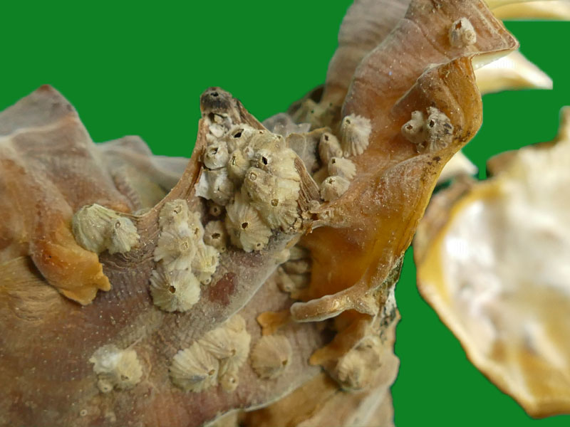 锯齿牡蛎 --- 冈瓦纳自然网