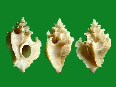 贝尔骨螺 --- 冈瓦纳自然网