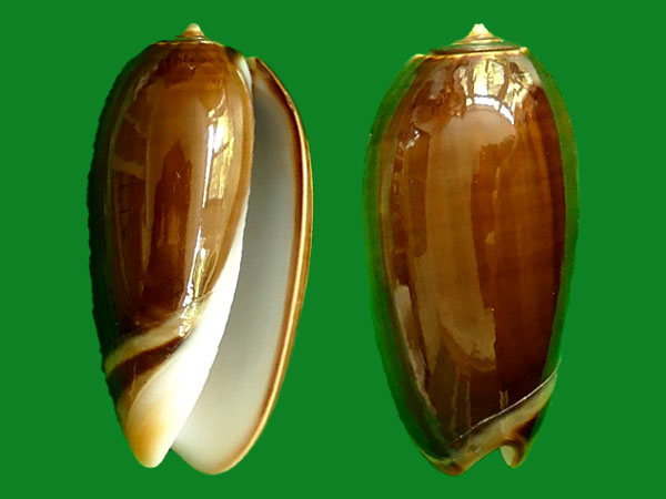 johnson, 1910                          科名:榧螺科(olividae)