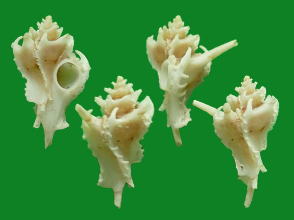 叶氏骨螺 --- 冈瓦纳自然网